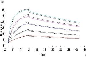 Surface Plasmon Resonance (SPR) image for CD80 (CD80) (AA 35-242) protein (His-Avi Tag) (ABIN7273893)