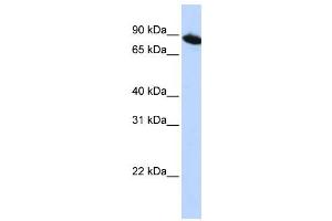 Western Blotting (WB) image for anti-Zinc Finger Protein 780A (ZNF780A) antibody (ABIN2459403) (ZNF780A 抗体)