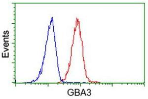 Image no. 1 for anti-Glucosidase, Beta, Acid 3 (Cytosolic) (GBA3) (AA 1-150), (AA 370-469) antibody (ABIN1490584) (GBA3 抗体  (AA 1-150, AA 370-469))