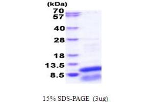 SDS-PAGE (SDS) image for G Protein gamma 13 (GNg13) (AA 1-64) protein (His tag) (ABIN6387473) (GNG13 Protein (AA 1-64) (His tag))