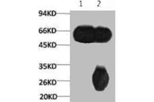 1) Input: Mouse Brain Tissue Lysate 2) IP product: IP dilute 1: 200 (TUBB3 抗体)