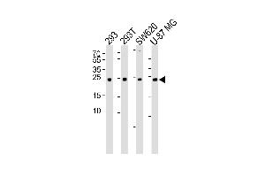 Western blot analysis of lysates from 293, 293T, SW620, U-87 MG cell line (from left to right), using UCHL3 Antibody (C209) at 1:1000 at each lane. (UCHL3 抗体  (C-Term))