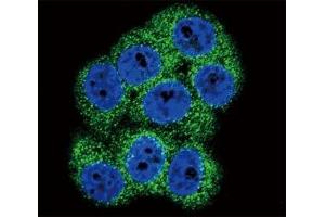 Confocal immunofluorescent analysis of DDR1 antibody with 293 cells followed by Alexa Fluor 488-conjugated goat anti-rabbit lgG (green). (DDR1 抗体  (AA 299-330))