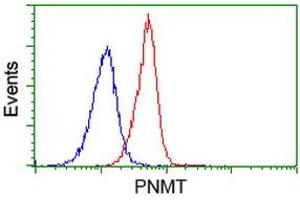 Image no. 2 for anti-Phenylethanolamine N-Methyltransferase (PNMT) antibody (ABIN1500310) (PNMT 抗体)