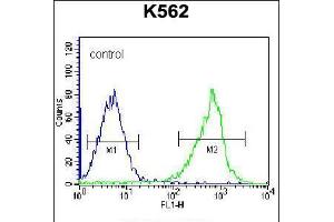 Flow cytometric analysis of K562 cells (right histogram) compared to a negative control cell (left histogram). (GSTM5 抗体  (N-Term))