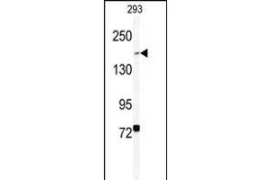 Western blot analysis of BCOR Antibody (Center ) (ABIN391538 and ABIN2841489) in 293 cell line lysates (35 μg/lane). (BCOR 抗体  (AA 1107-1137))