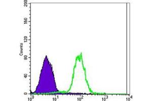 Flow cytometric analysis of NTERA-2 cells using CA9 mouse mAb (green) and negative control (purple). (CA9 抗体)
