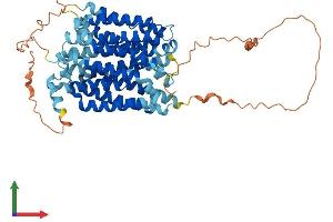 Protein Structure (PS) image for Solute Carrier Family 2 (Facilitated Glucose Transporter), Member 10 (SLC2A10) (AA 1-541) protein (His tag) (ABIN7548190)