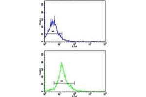 Flow cytometric analysis of NCI-H292 cells using SOX-2 antibody (bottom histogram) compared to a negative control cell (top histogram). (SOX2 抗体  (AA 89-119))