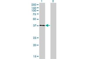 Western Blot analysis of USF1 expression in transfected 293T cell line by USF1 monoclonal antibody (M01), clone 3F6.