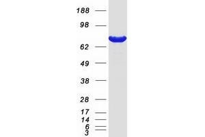 Validation with Western Blot