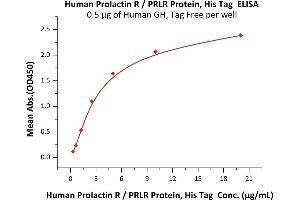 Immobilized Human GH, Tag Free at 5 μg/mL (100 μL/well) can bind Human Prolactin R, His Tag (ABIN5674643,ABIN6253657) with a linear range of 0. (Prolactin Receptor Protein (PRLR) (AA 25-234) (His tag))