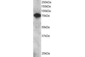 Image no. 1 for anti-SET Domain and Mariner Transposase Fusion Gene (SETMAR) (AA 671-684) antibody (ABIN297642) (SETMAR 抗体  (AA 671-684))