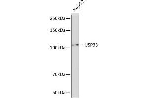 Western blot analysis of extracts of HepG2 cells, using USP33 Polyclonal Antibody (ABIN7271157) at 1:1000 dilution. (USP33 抗体  (AA 290-400))