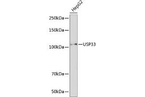 Western blot analysis of extracts of HepG2 cells, using USP33 Polyclonal Antibody (ABIN7271157) at 1:1000 dilution.