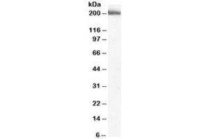 Western blot testing of human liver lysate with MYO9B antibody at 2ug/ml. (MYO9B 抗体)