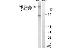 Western blot analysis of extracts from HepG2 cells, treated with Na3VO4 (0. (Cadherin 5 抗体  (pTyr731))