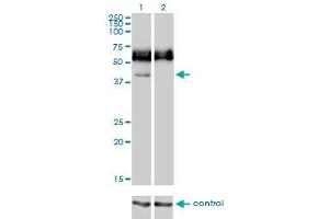 Western blot analysis of CD33 over-expressed 293 cell line, cotransfected with CD33 Validated Chimera RNAi (Lane 2) or non-transfected control (Lane 1). (CD33 抗体  (AA 1-364))