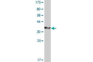 Western Blot detection against Immunogen (36. (ADH4 抗体  (AA 52-150))