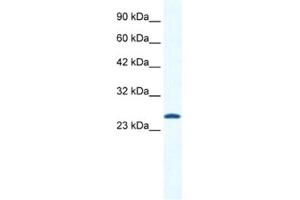 Western Blotting (WB) image for anti-Calcium Channel, Voltage-Dependent, gamma Subunit 6 (CACNG6) antibody (ABIN2461142) (CACNG6 抗体)