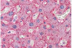 Human Liver: Formalin-Fixed, Paraffin-Embedded (FFPE) (CDC16 抗体  (N-Term))