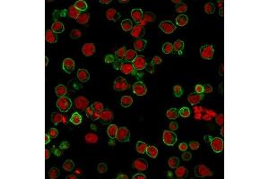 Immunofluorescence Analysis of PFA-fixed Jurkat cells labeling CD45RA with CD45 Monoclonal Antibody (135-4C5) followed by Goat anti-Mouse IgG-CF488 (Green).