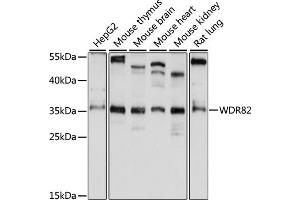 Western blot analysis of extracts of various cell lines, using WDR82 antibody (ABIN7271362) at 1:1000 dilution. (WDR82 抗体  (AA 174-313))