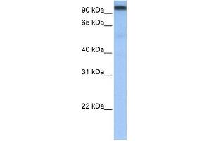 CPSF2 antibody used at 0. (CPSF2 抗体  (N-Term))