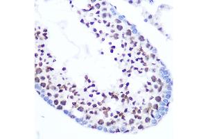 Immunohistochemistry of paraffin-embedded mouse testis using SRSF7 Rabbit pAb (ABIN7270548) at dilution of 1:100 (40x lens). (SFRS7 抗体  (AA 60-120))