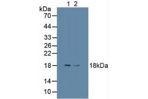 Figure. (HMGN1 抗体  (AA 14-100))