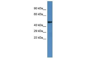 Western Blot showing Irx6 antibody used at a concentration of 1. (IRX6 抗体  (Middle Region))