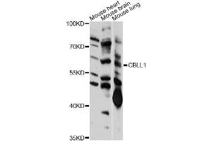 Western blot analysis of extracts of various cell lines, using CBLL1 antibody (ABIN6292394) at 1:1000 dilution. (CBLL1 抗体)