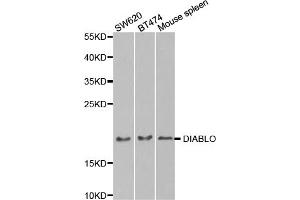 Western blot analysis of extracts of various cell lines, using DIABLO antibody. (DIABLO 抗体)