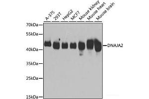 Western blot analysis of extracts of various cell lines using DNAJA2 Polyclonal Antibody at dilution of 1:3000. (DNAJA2 抗体)