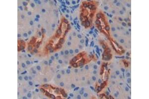 IHC-P analysis of Mouse Tissue, with DAB staining. (FUT8 抗体  (AA 206-575))