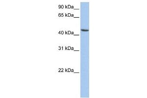 Western Blotting (WB) image for anti-Aldehyde Dehydrogenase 3 Family, Member B1 (ALDH3B1) antibody (ABIN2459737) (ALDH3B1 抗体)