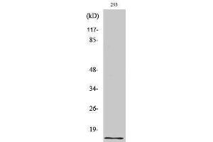 Western Blotting (WB) image for anti-Urotensin 2 (UTS2) (Internal Region) antibody (ABIN3177877) (Urotensin 2 抗体  (Internal Region))