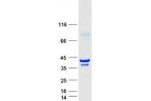 Validation with Western Blot