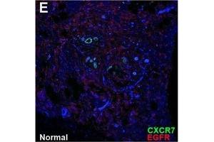 Immunofluorescence (Cultured Cells) (IF (cc)) image for anti-Chemokine (C-X-C Motif) Receptor 7 (CXCR7) antibody (ABIN2857021)