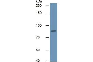Rabbit Capture antibody from the kit in WB with Positive Control:  Human 293T Cells. (PLAA ELISA 试剂盒)