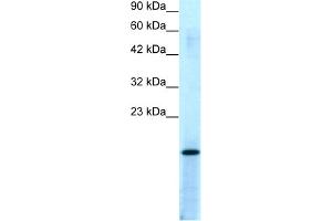 WB Suggested Anti-PC4 Antibody Titration:  0. (SUB1 抗体  (Middle Region))