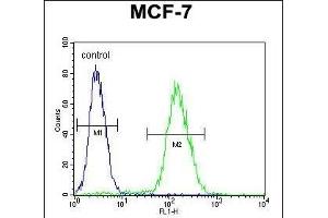 ABHDB Antibody (Center) (ABIN653369 and ABIN2842841) flow cytometric analysis of MCF-7 cells (right histogram) compared to a negative control cell (left histogram). (ABHD11 抗体  (AA 176-205))