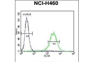 ENPEP Antibody (C-term) (ABIN656026 and ABIN2845400) flow cytometric analysis of NCI- cells (right histogram) compared to a negative control cell (left histogram). (ENPEP 抗体  (C-Term))