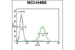 ENPEP Antibody (C-term) (ABIN656026 and ABIN2845400) flow cytometric analysis of NCI- cells (right histogram) compared to a negative control cell (left histogram). (ENPEP 抗体  (C-Term))