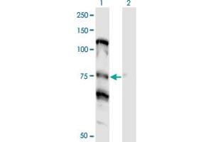 Western Blot analysis of NOLC1 expression in transfected 293T cell line by NOLC1 monoclonal antibody (M01), clone 3F8. (NOLC1 抗体  (AA 590-699))