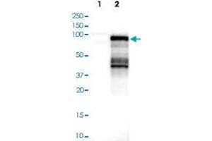 Western blot analysis of Lane 1: Negative control (vector only transfected HEK293T lysate); Lane 2: Over-expression lysate (Co-expressed with a C-terminal myc-DDK tag (~3. (AF9 抗体)
