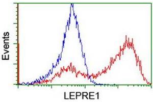 HEK293T cells transfected with either RC222535 overexpress plasmid (Red) or empty vector control plasmid (Blue) were immunostained by anti-LEPRE1 antibody (ABIN2455943), and then analyzed by flow cytometry. (LEPRE1 抗体)