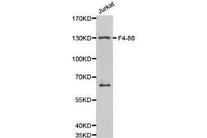 Western Blotting (WB) image for anti-Egf-Like Module Containing, Mucin-Like, Hormone Receptor-Like 1 (EMR1) antibody (ABIN2650911) (F4/80 抗体)