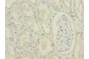 Immunohistochemistry of paraffin-embedded human kidney tissue using ABIN7142431 at dilution of 1:100 (MRPL49 抗体  (AA 1-166))