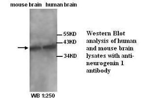 Image no. 1 for anti-Neurogenin 1 (NEUROG1) (N-Term) antibody (ABIN791013) (Neurogenin 1 抗体  (N-Term))